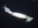 Feromona involucrada en la agresividad de los machos de calamar