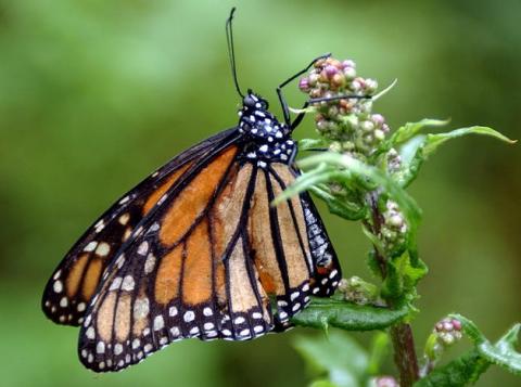 El sistema de navegación de las mariposas