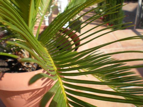 Las plantas detectan sustancias tóxicas