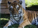 A una tigresa se le implantó una prótesis articular