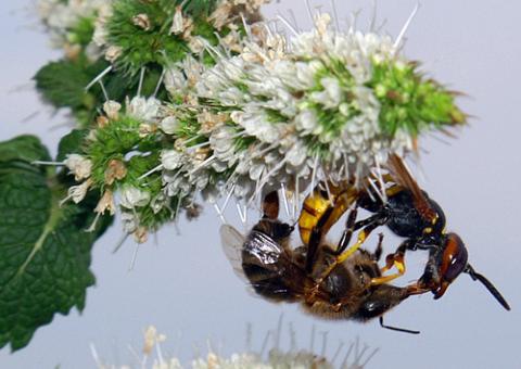 Invasión de avispas en Andalucía