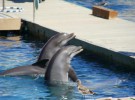 Conducta sexual de los delfines