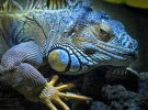 La iguana azul está en peligro de extinción