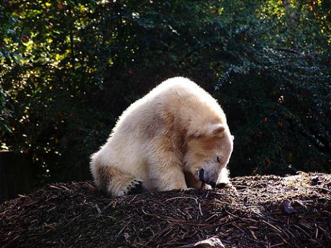 Murió el Oso Polar Knut (Berlín)