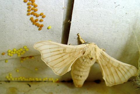 Las mariposas y la nanotecnología