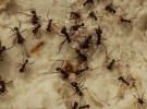 El Facebook de las hormigas