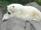 La caza de osos blancos prohibida en Rusia