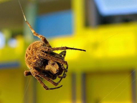 La araña devora hembras