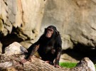 Los chimpancés y la muerte