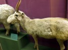 Saiga Antelope, un extraño antílope