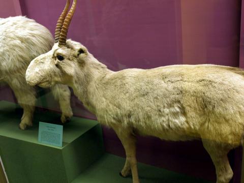 Saiga Antelope, un extraño antílope