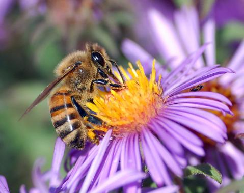 Picar es igual a morir: las abejas