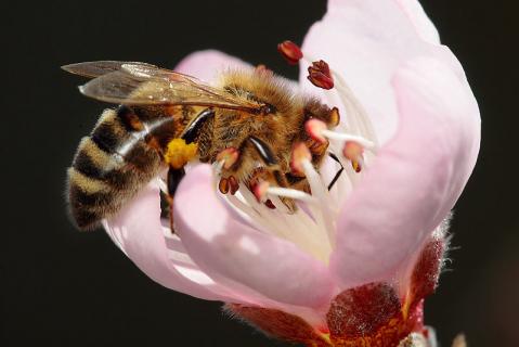 El lenguaje de las abejas