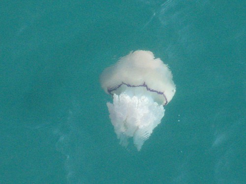 Menos medusas este verano en las playas