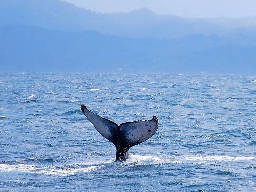 Los barcos molestan a las ballenas