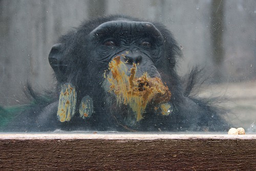 Consecuencias de vivir en un zoo