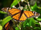 Las mariposas deben cambiar su color para sobrevivir
