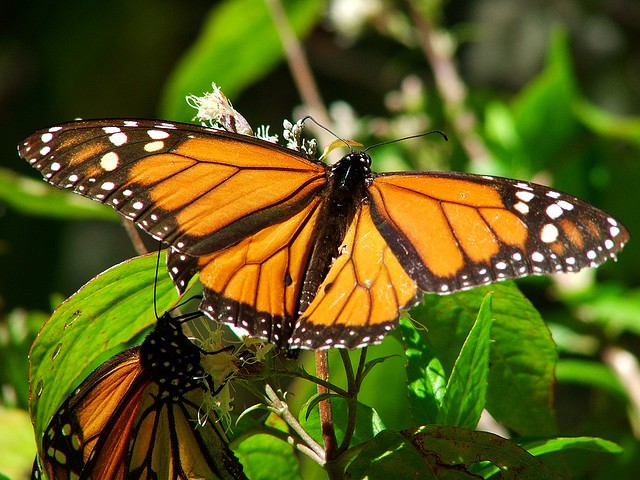 Las mariposas deben cambiar su color para sobrevivir