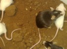 Ratones gigantes inmunes al veneno