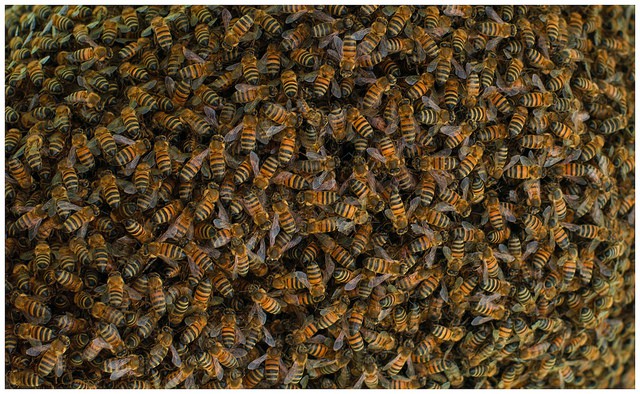 Investigan la muerte de abejas españolas por un microchip