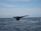 Las ballenas y los deshielos