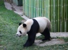 Bioscombustible con heces de oso panda