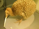 El kiwi, un pájaro sin plumas