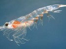 Krill, la especie más abundante del planeta