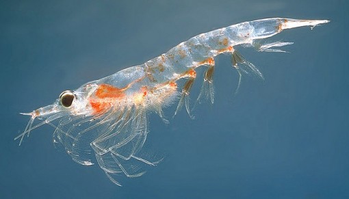 Krill, la especie más abundante del planeta Krill