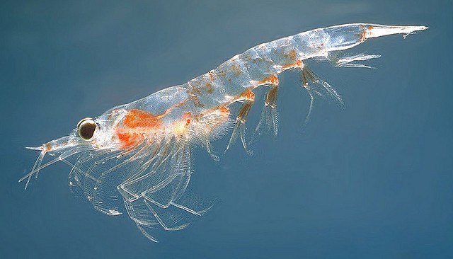 Krill, la especie más abundante del planeta