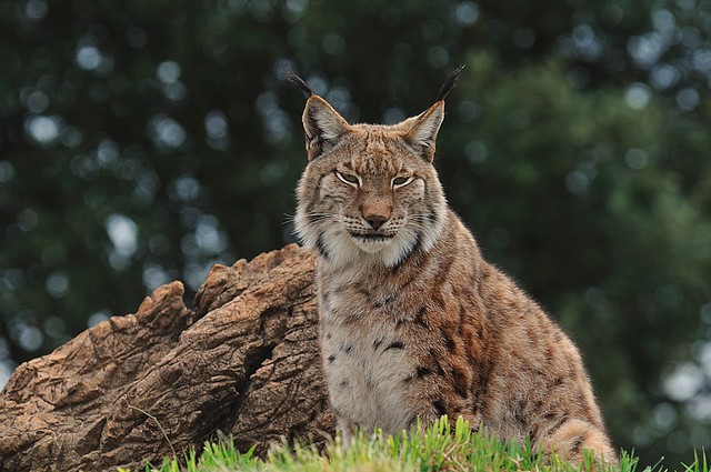 Conservación del lince ibérico