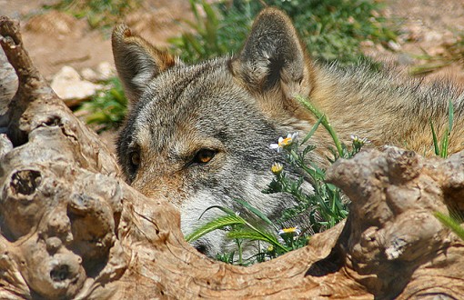 Lobo Ibérico