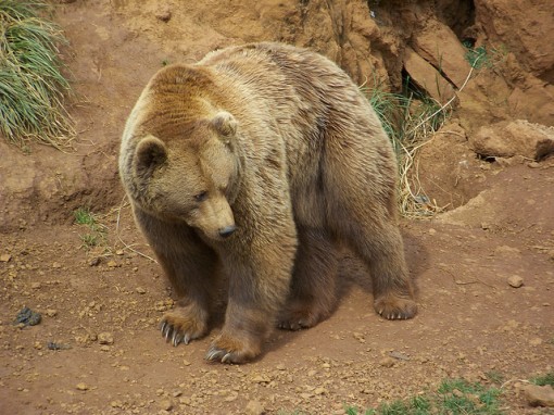 El curioso caso del Oso cantábrico Oso cantábrico
