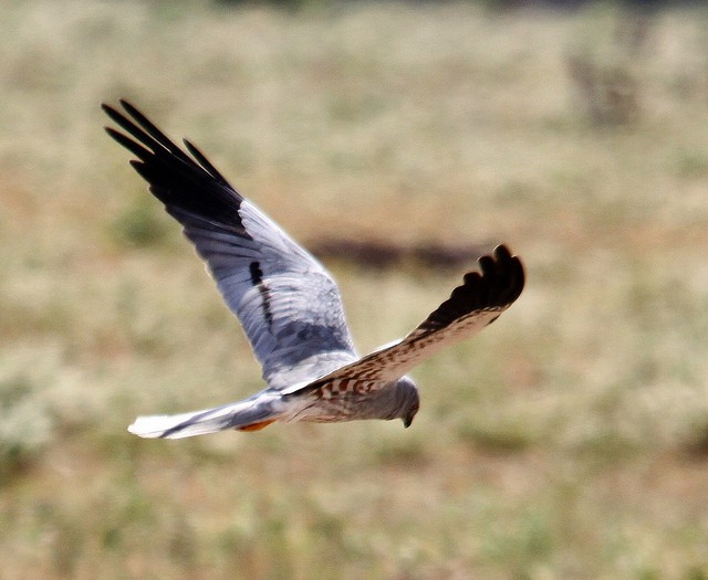 Las amenazas del aguilucho cenizo