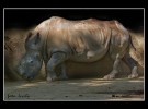 Un rinoceronte de Java ha desaparecido