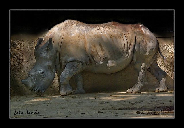 Un rinoceronte de Java ha desaparecido