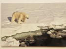 El Ártico está en peligro