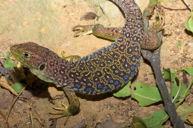 Lagarto ocelado para comer