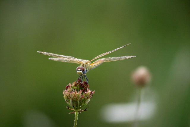 La mayor migración de insectos cruza el océano