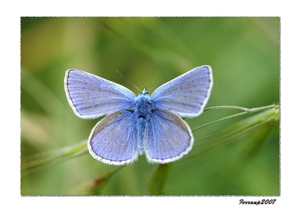 Mariposa azul