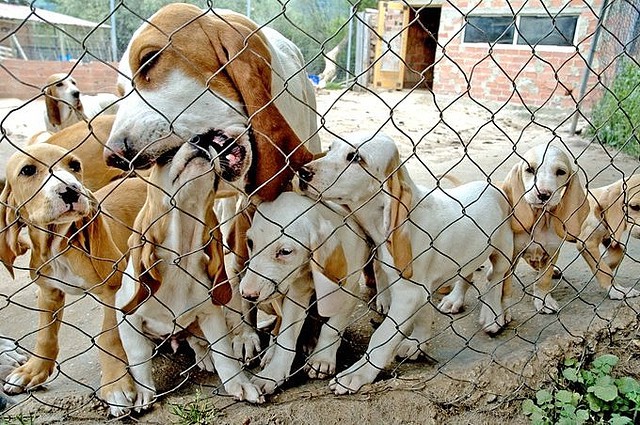 Qué animales podemos pedir para reyes