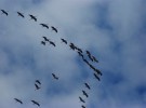Cambian los patrones migratorios de las aves