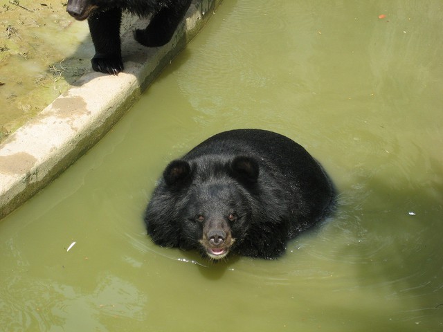 La tragedia del oso luna