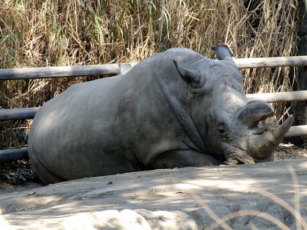 Rinoceronte extinto, una especie mas que nos deja una especie mas que desaparece