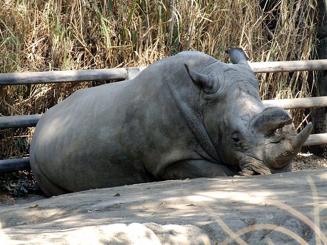 Rinoceronte extinto, una especie mas que nos deja