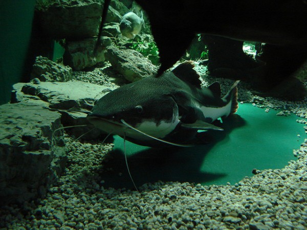 En Iznájar se han detectado siluros, unos peces invasores