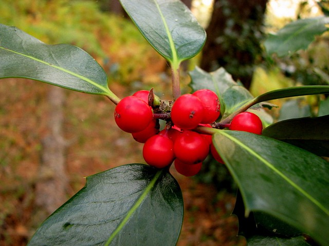 El acebo y la poinsetia, omnipresentes en Navidad