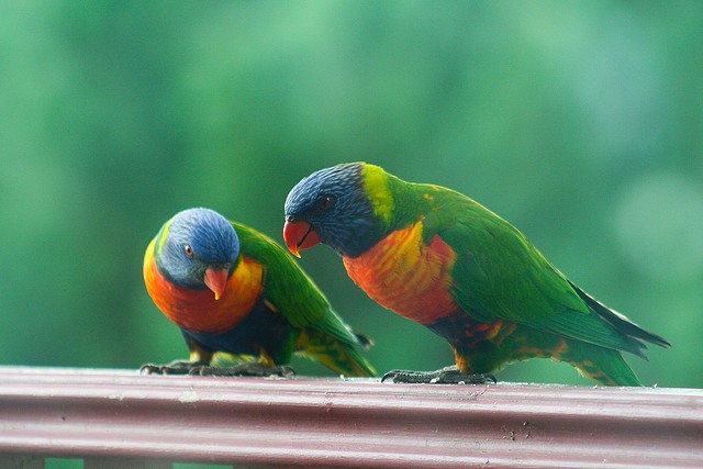 Loro arco iris