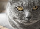 Chartreux, otro gato azul