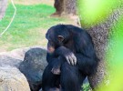 En Estados Unidos se limitará el uso de chimpancés